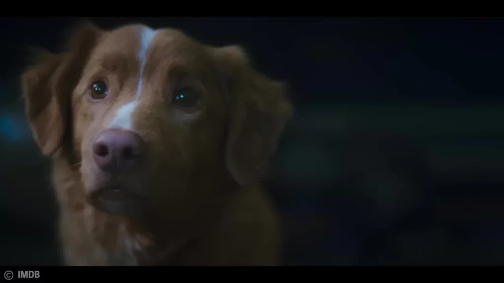 Emotional close-up of Indy the dog with worried eyes in Good Boy, capturing loyalty and tension from a dog’s perspective.
