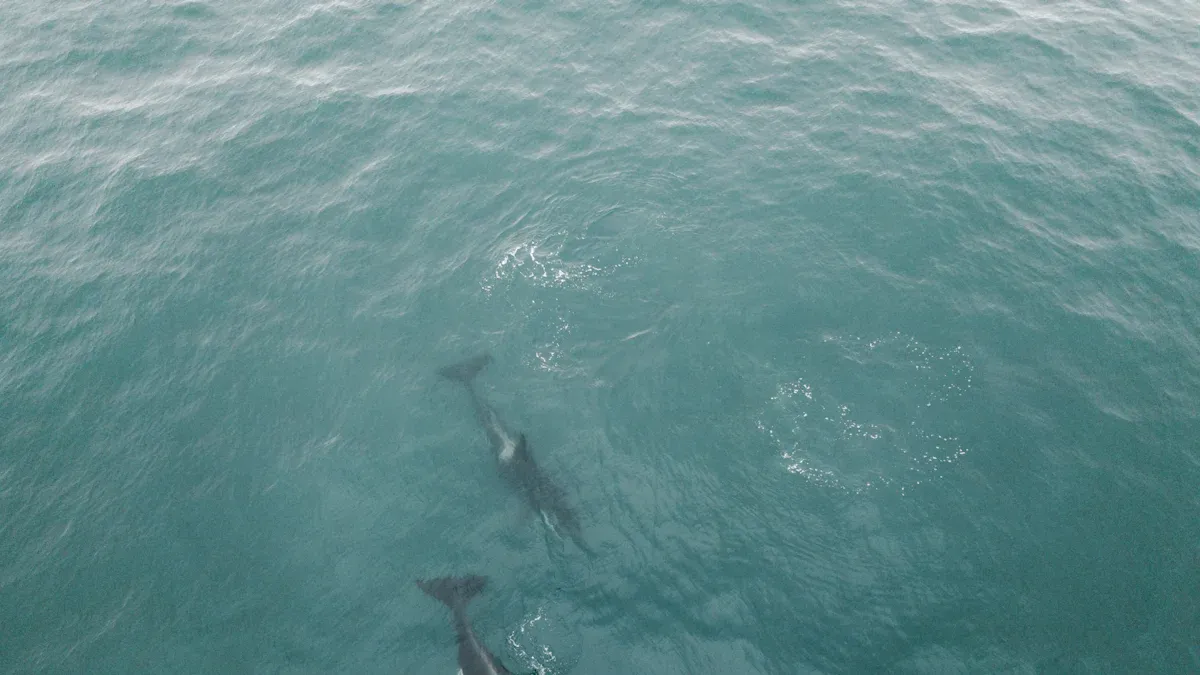 Real Orca Incidents