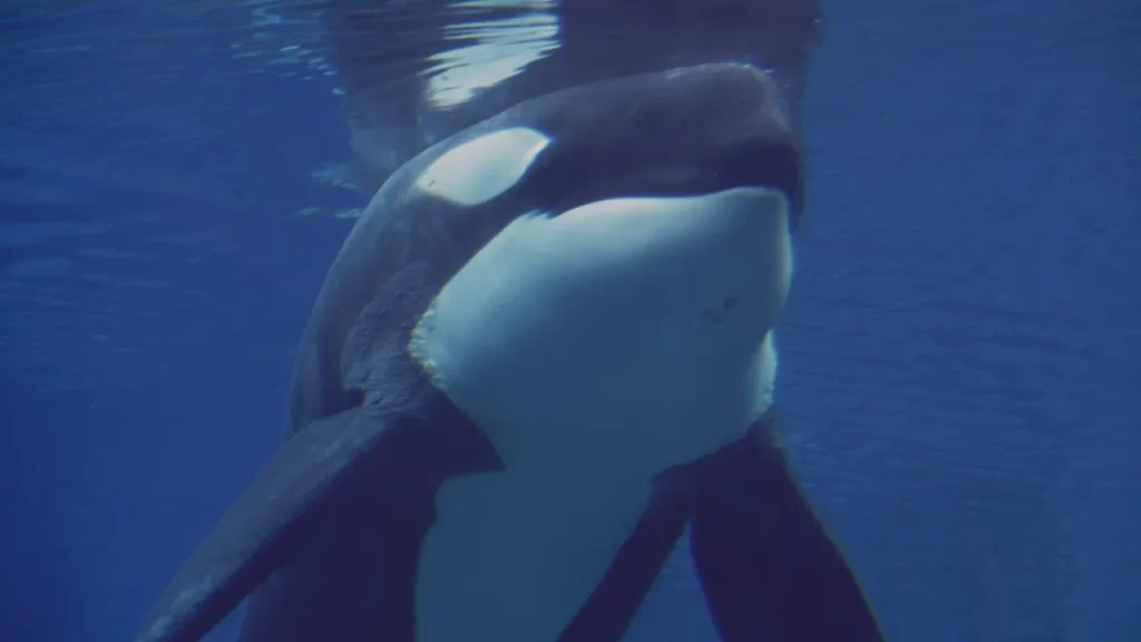 Side view of an orca swimming underwater in clear blue ocean
