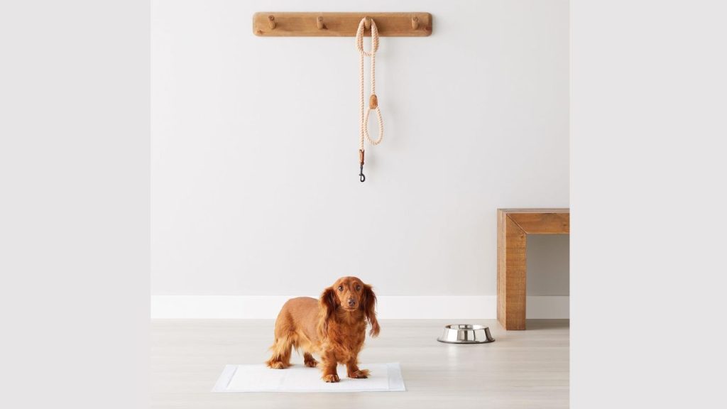 Puppy using Amazon Basics Dog Pee Pad for potty training